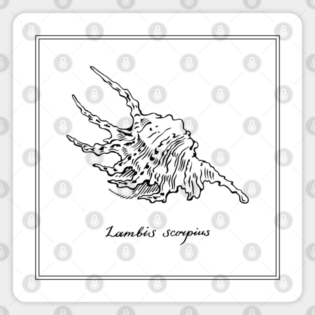 Lambis Scorpius. Seashell. Retro style illustration. Magnet by ArchiTania